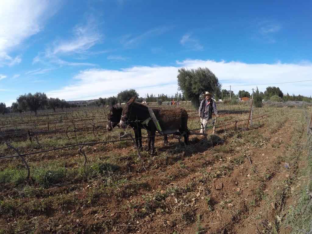 Ryad De Vignes " Le Val D'Argan " Ounara Bagian luar foto