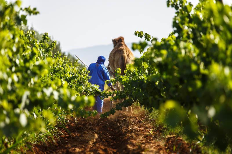 Ryad De Vignes " Le Val D'Argan " Ounara Bagian luar foto
