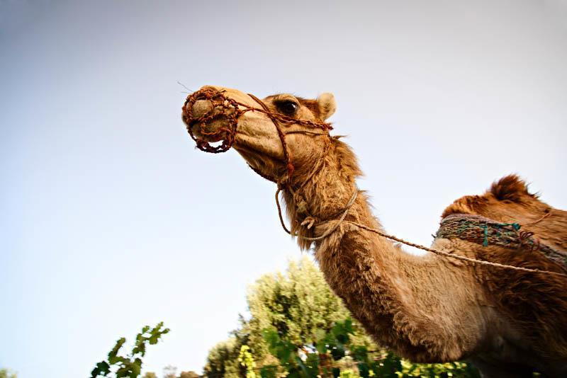Ryad De Vignes " Le Val D'Argan " Ounara Bagian luar foto