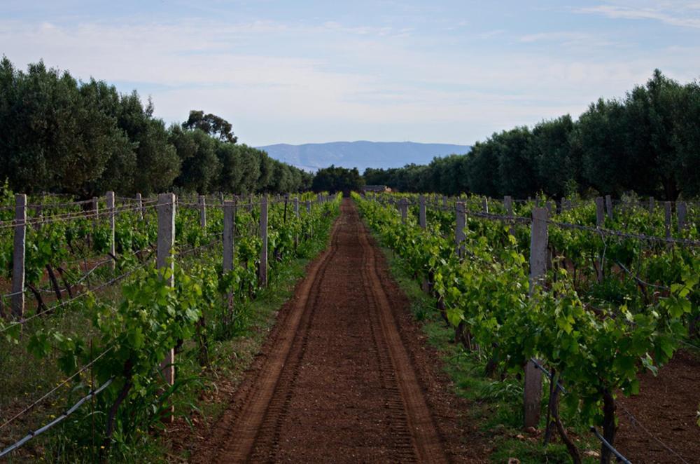 Ryad De Vignes " Le Val D'Argan " Ounara Bagian luar foto